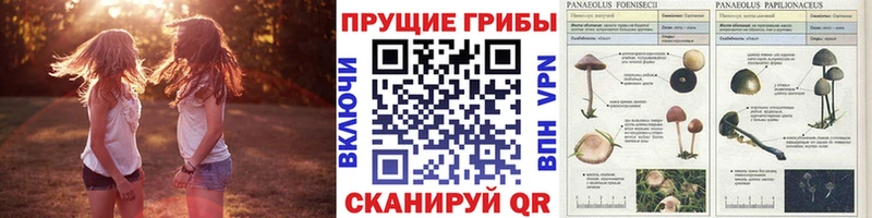 Галлюциногенные грибы Psilocybe  Купить  Красково 
